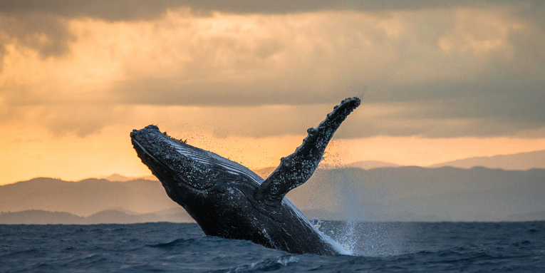 Sunken whale carcasses create entire marine cities on the ocean floor