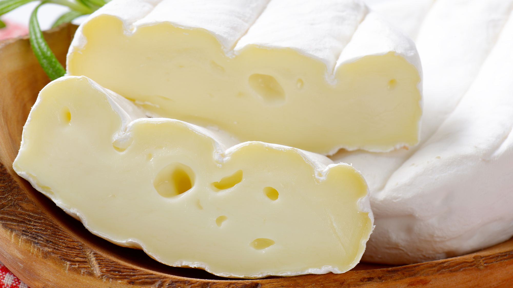 A hunk of cheese is a perfect playground for fungal antibiotics