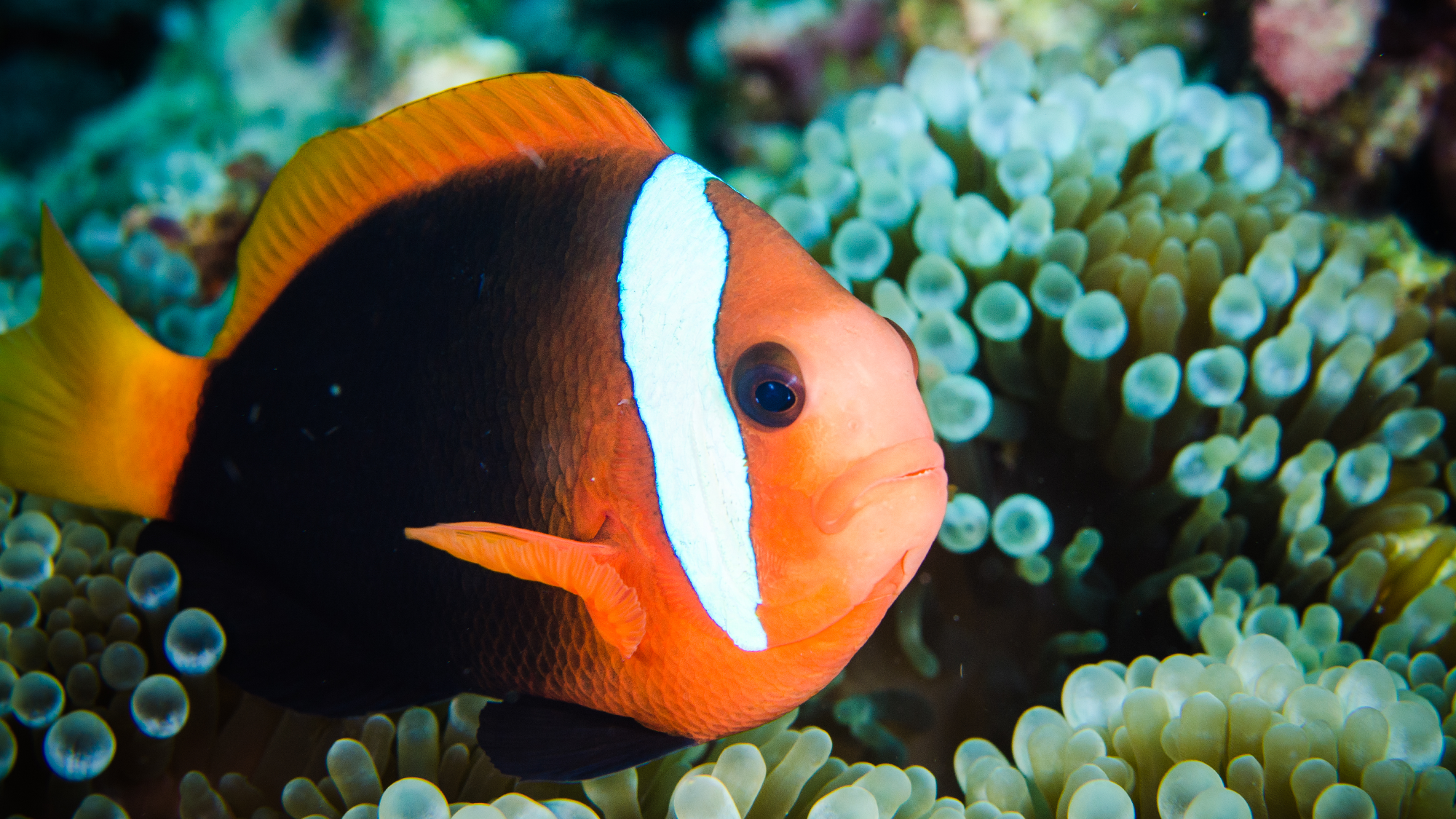 A clownfish swimming in an anemone.