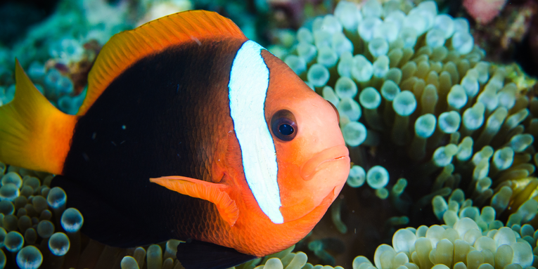 Baby anemonefish can rapidly change their genes to survive in the sea