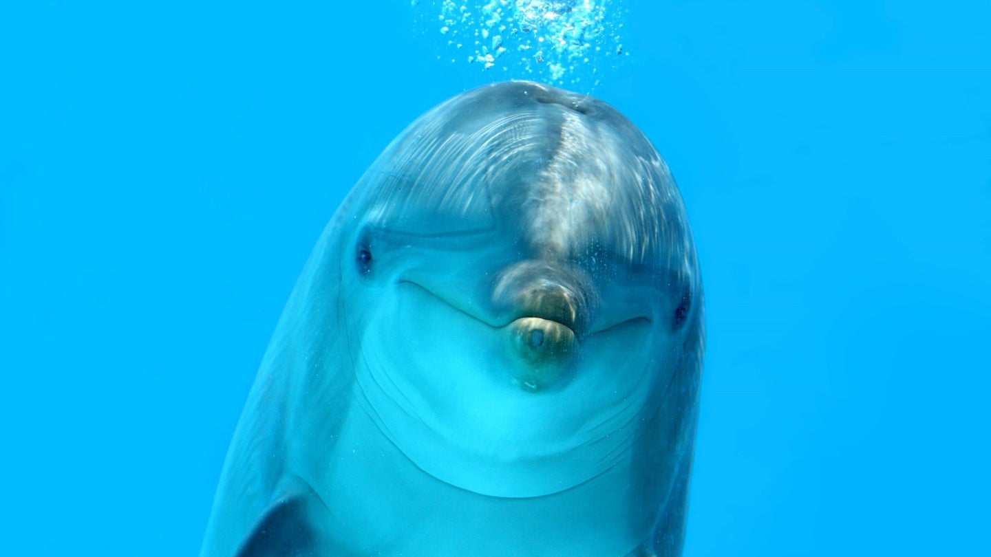 Dolphins use echolocation to find fish and navigate in the dark sea.