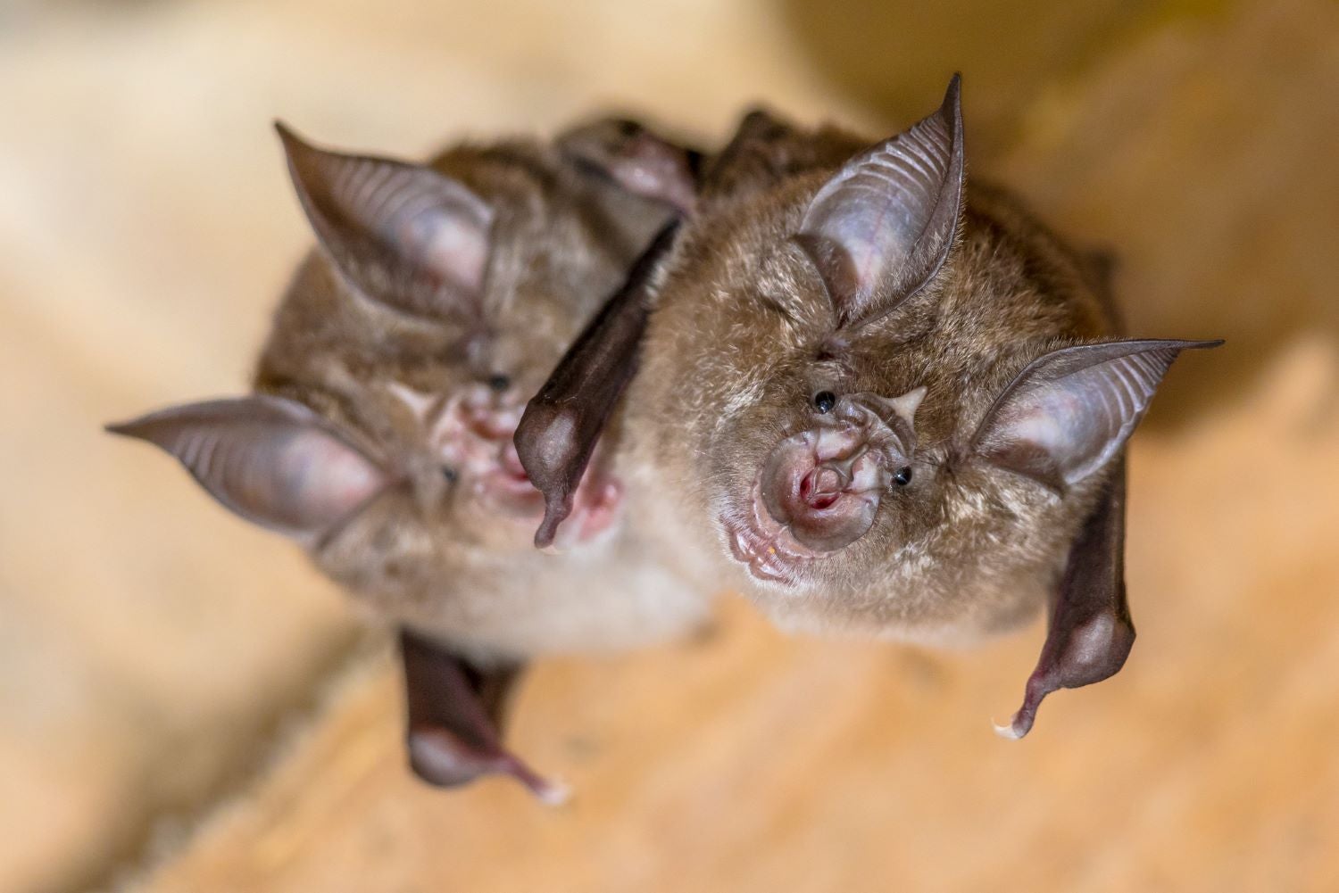 A pair of greater horseshoe bats, whose distinctive noses aid them in echolocation.