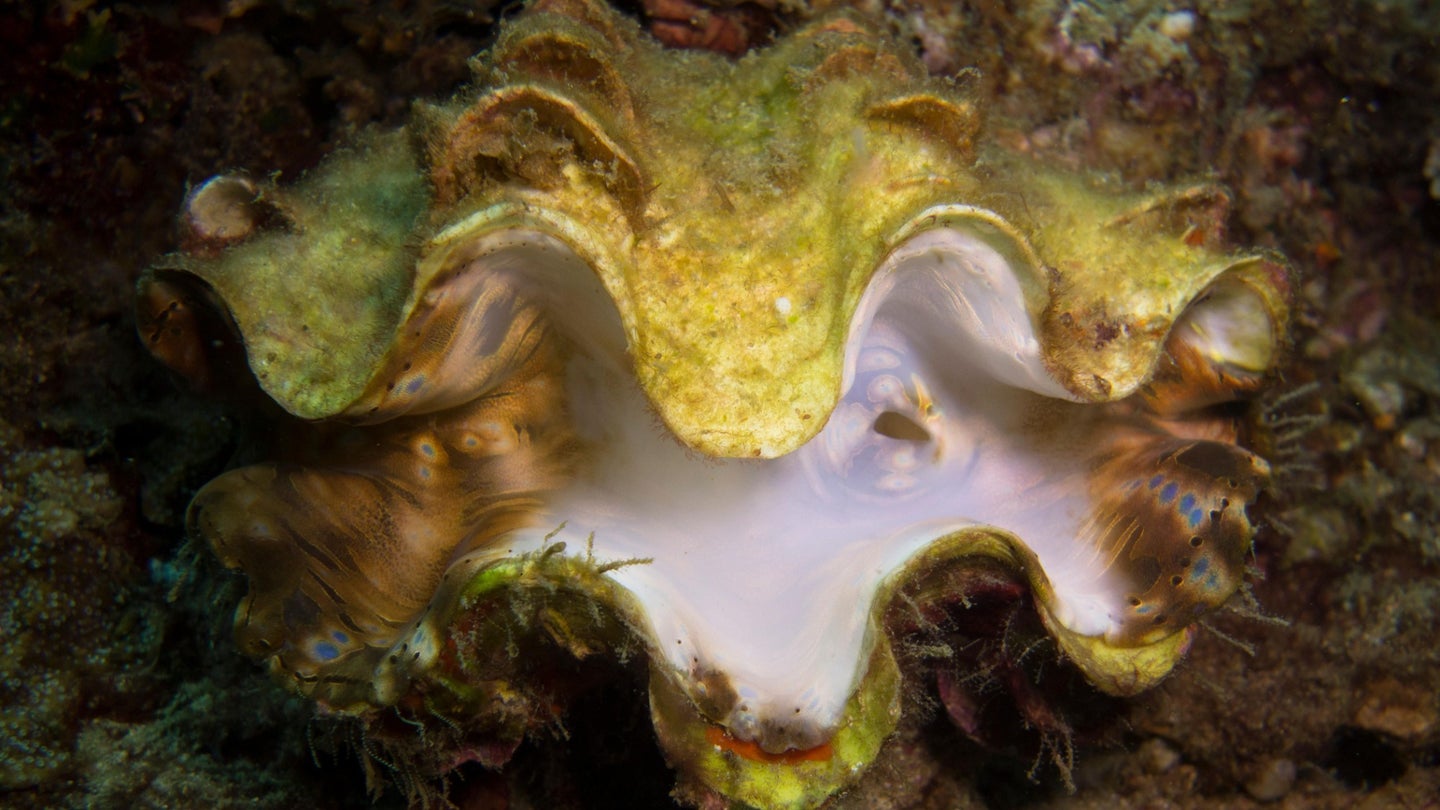 In response to stress, giant clams can lose the symbiotic zooxanthellae that live in their fleshy
mantles.
