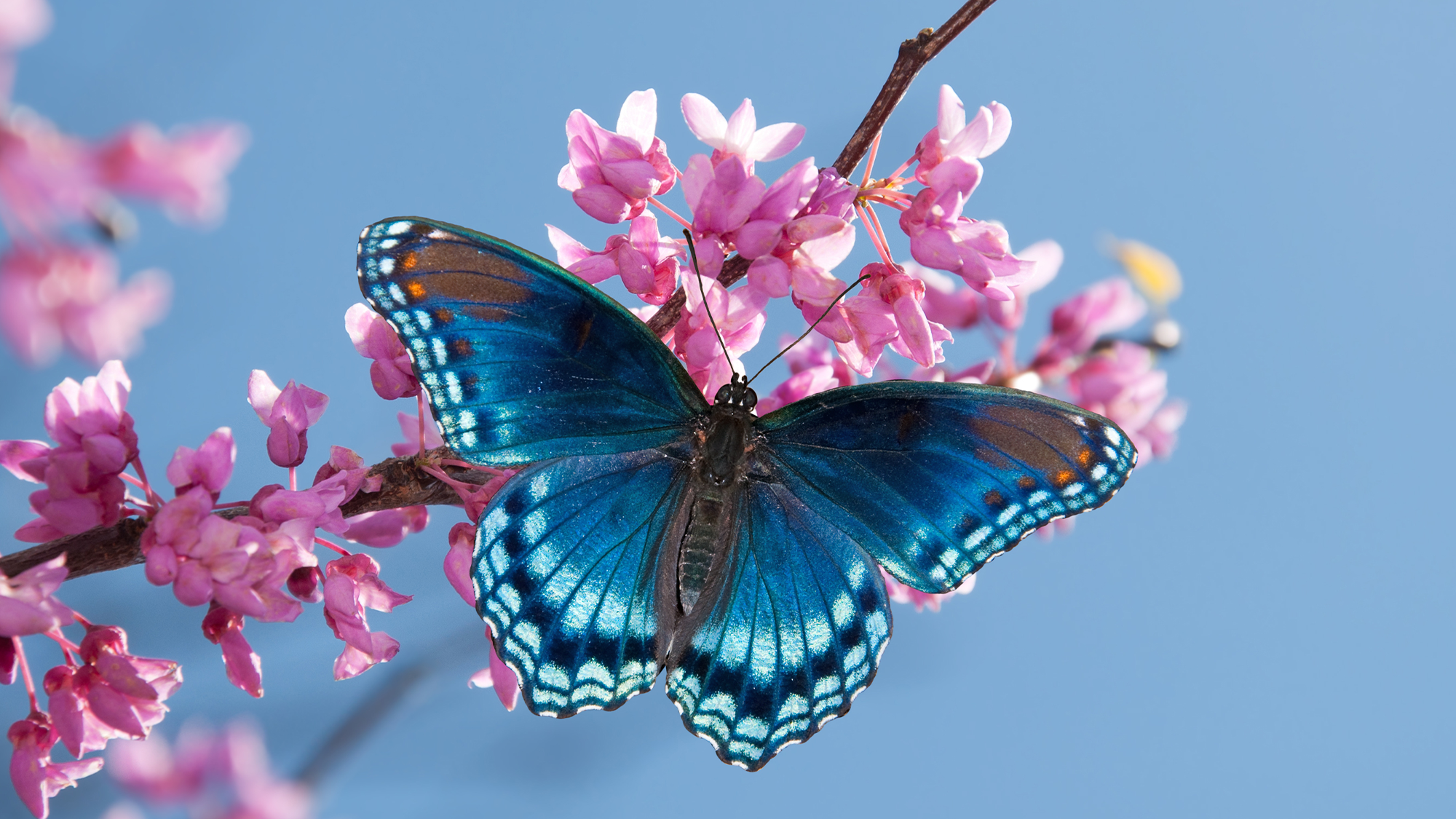 Spring Butterfly Beauty, Flower Delivery