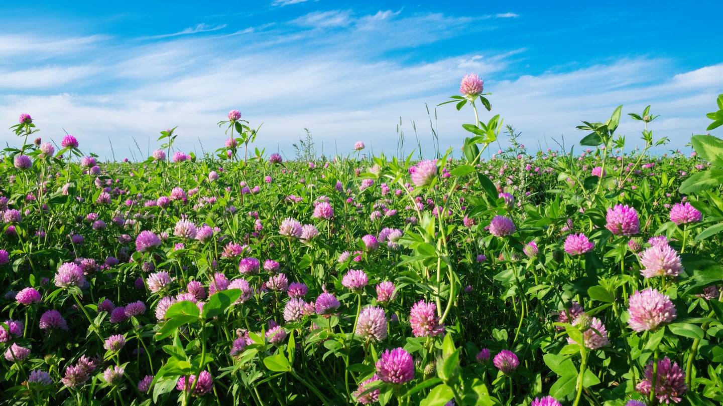 Pink clover meadow and blue sky.