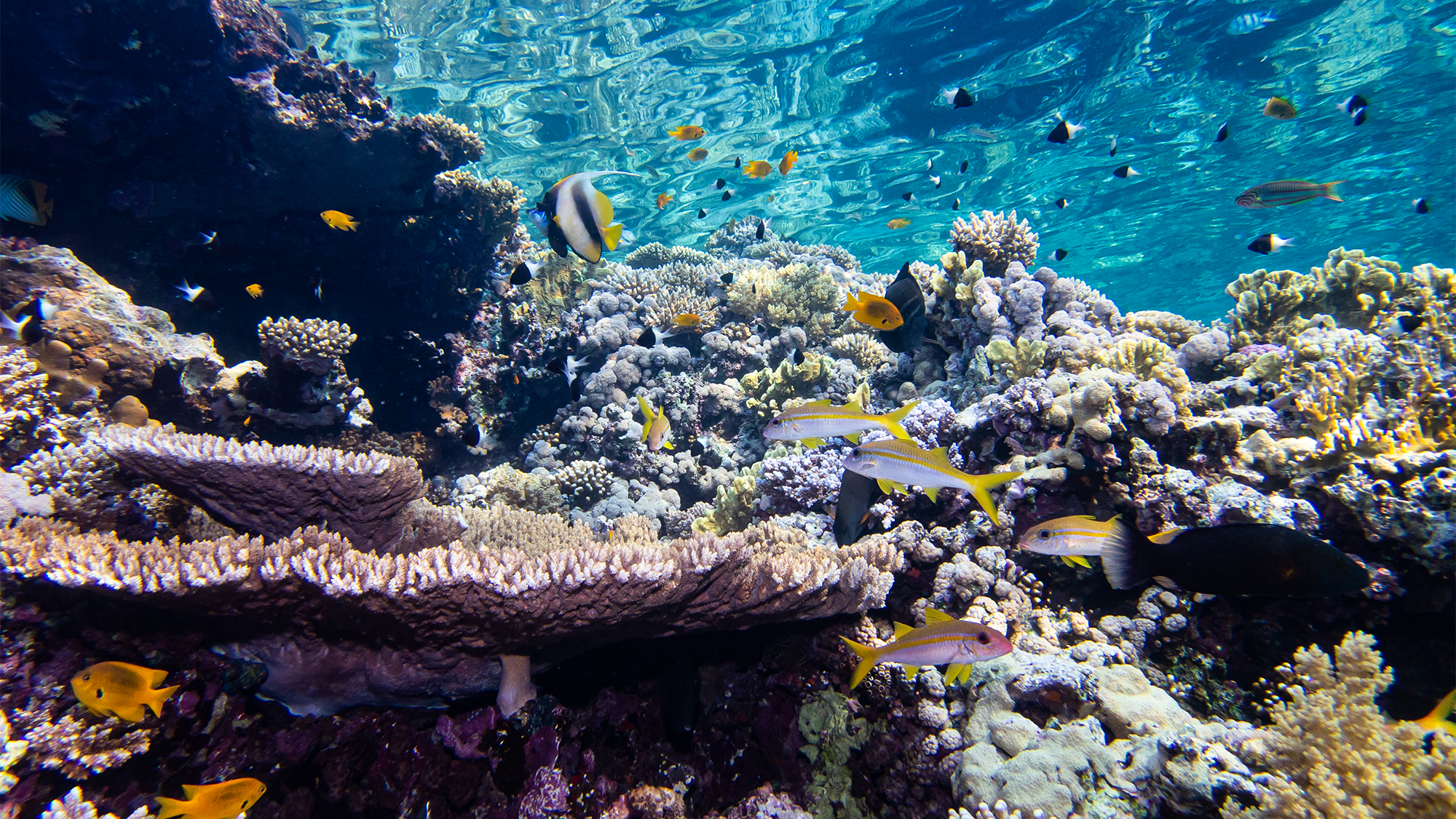 A coral reef in the Gulf of Eilat/Aqaba in the Red Sea. Corals here and in the Persian Gulf are particularly affected by light pollution.