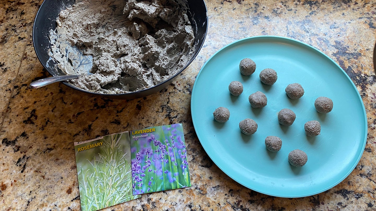 A kitchen counter with a tray of drying seed bombs, a bowl with a mixture of powdered clay and potting mix, and two seed packets for rosemary and lavender.