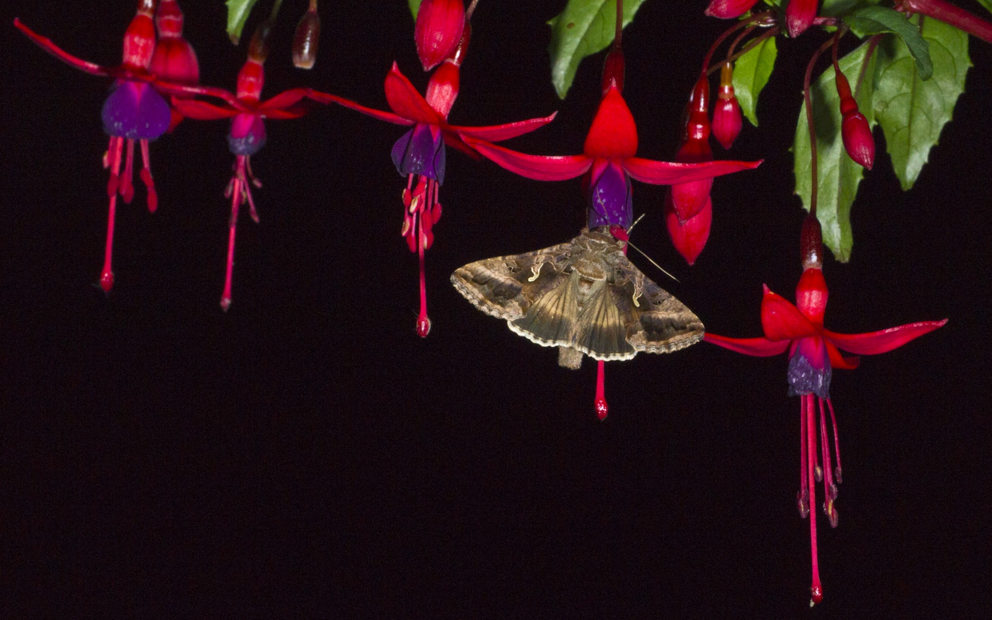 Silver Y moth feeding on long fuschia flowers