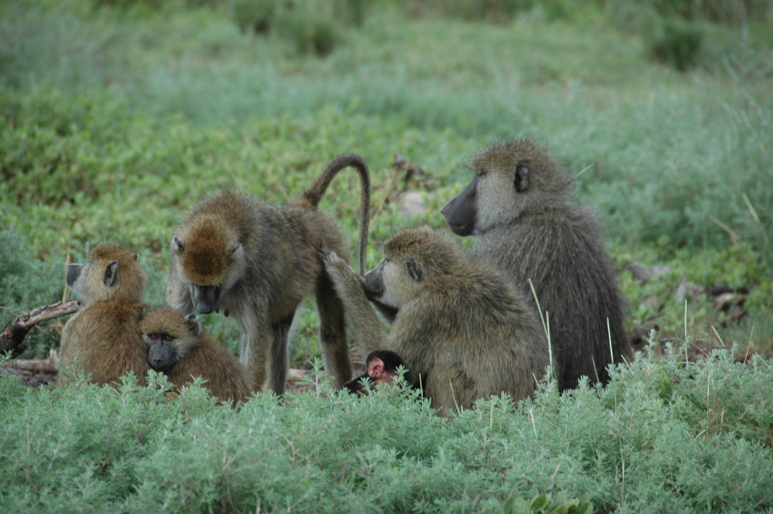 Two female baboons in Amboseli, Kenya, groom together, a baboonâs way of social bonding