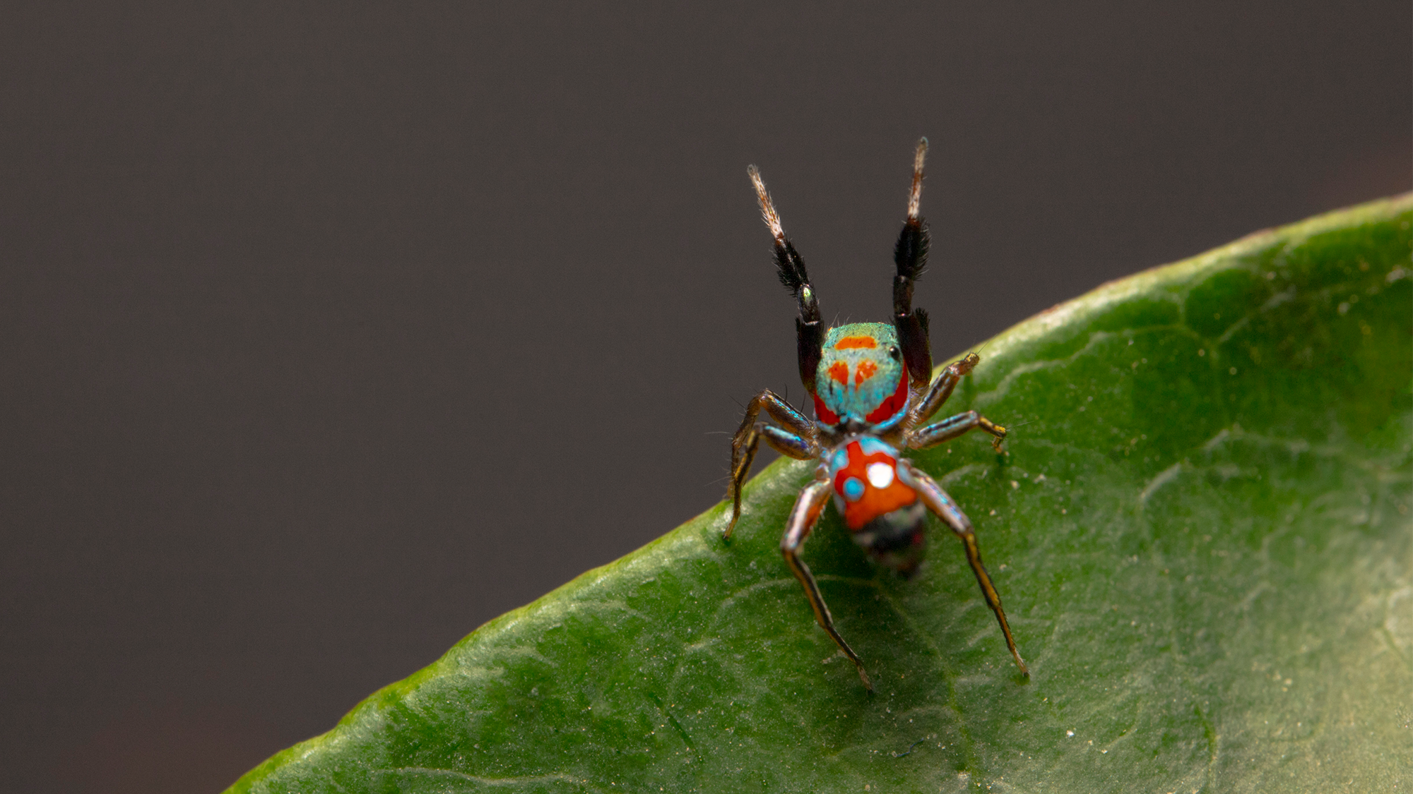 This spider pretends to be an ant, but not well enough to avoid being eaten
