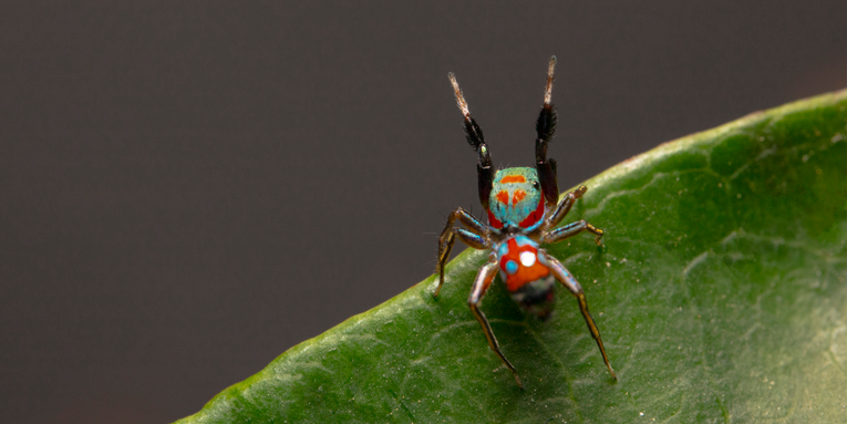 This spider pretends to be an ant, but not well enough to avoid being eaten