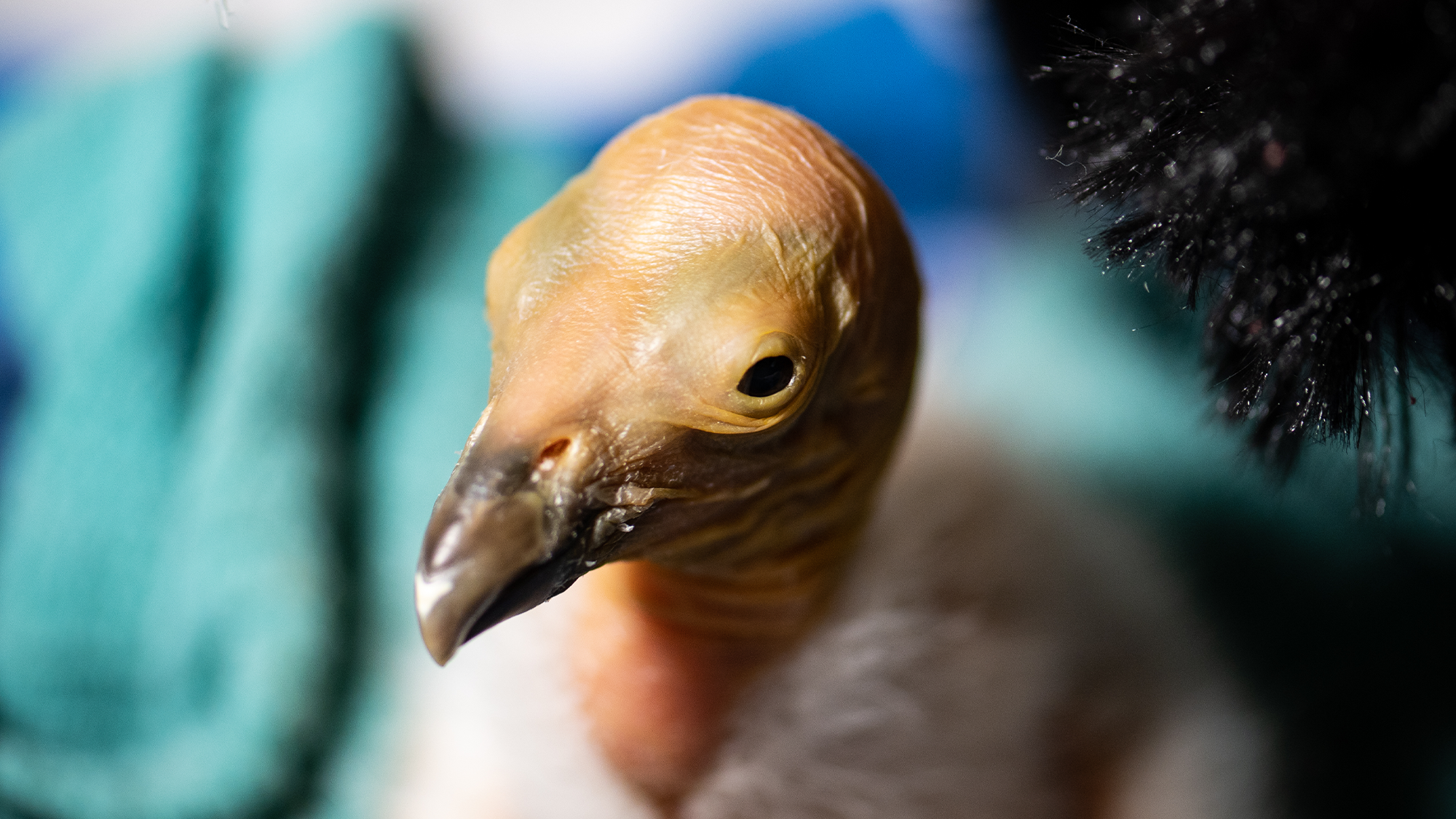A newly hatched California condor.