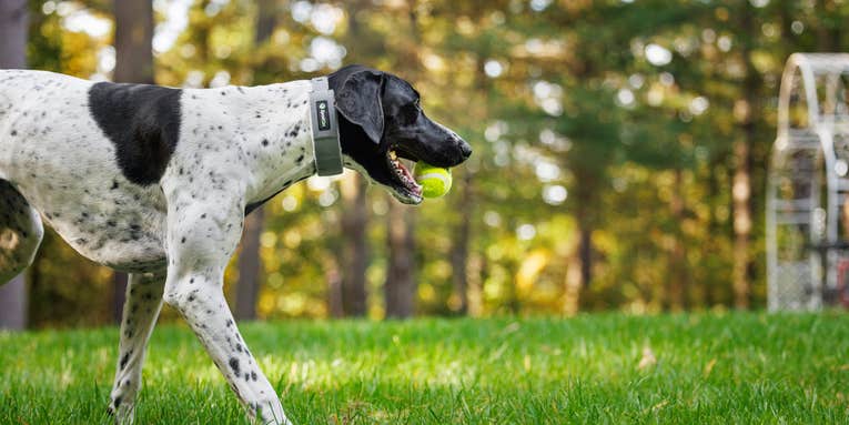 Meet the Game-Changing GPS Collar That Lets Dogs Truly Roam