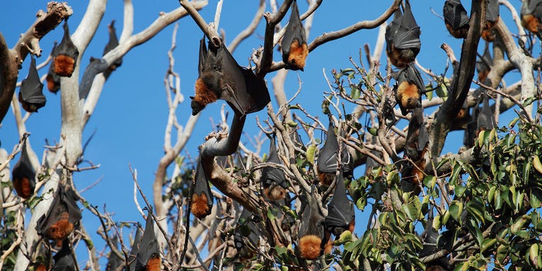 How studying bats can help predict and prevent the next deadly pandemic