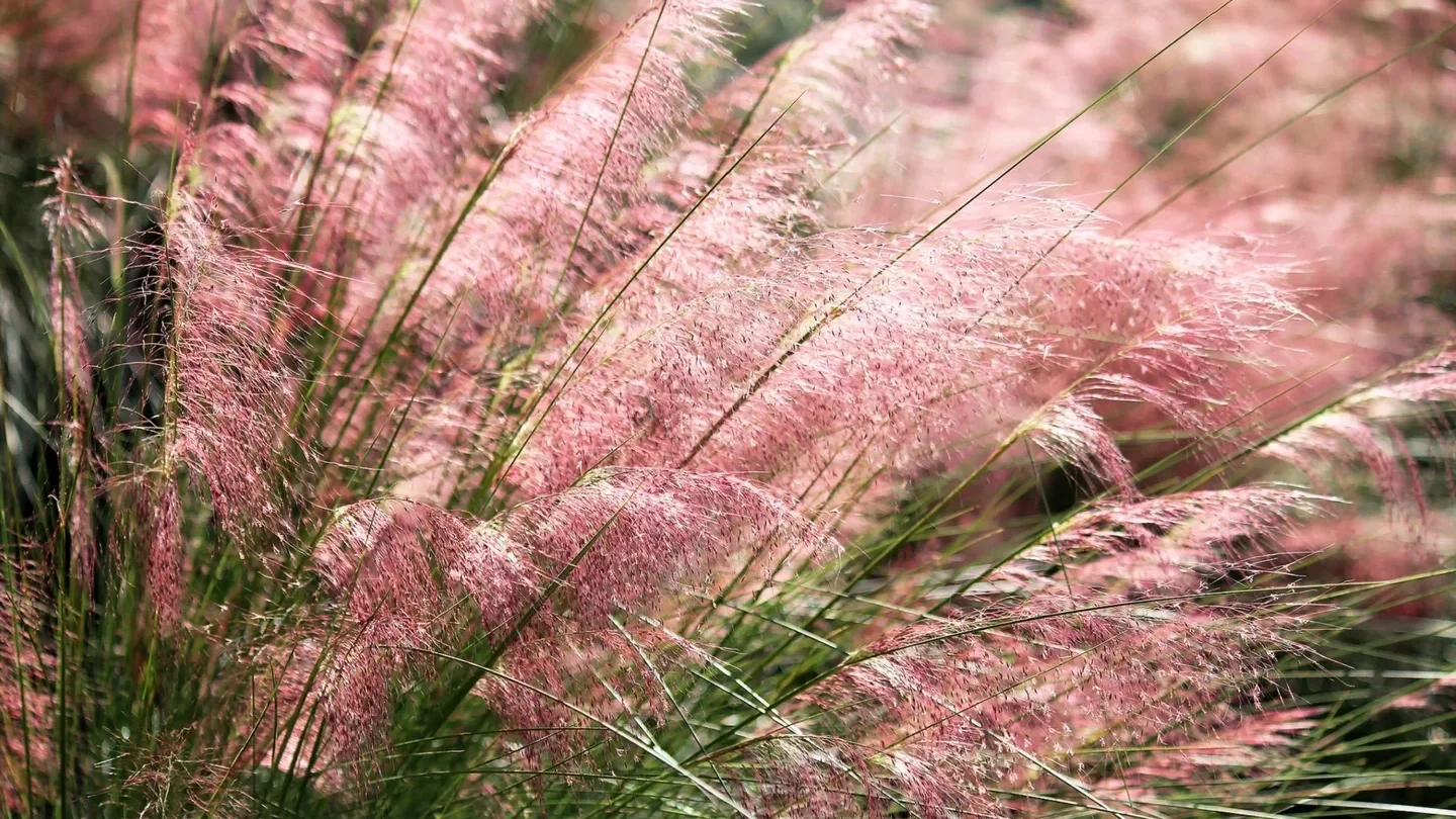 Pink feathery muhly grass are one the many native types of grass you plant in the US.
