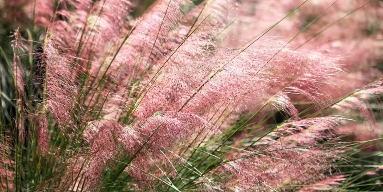 9 native grasses that will revitalize your sad, water-wasting lawn