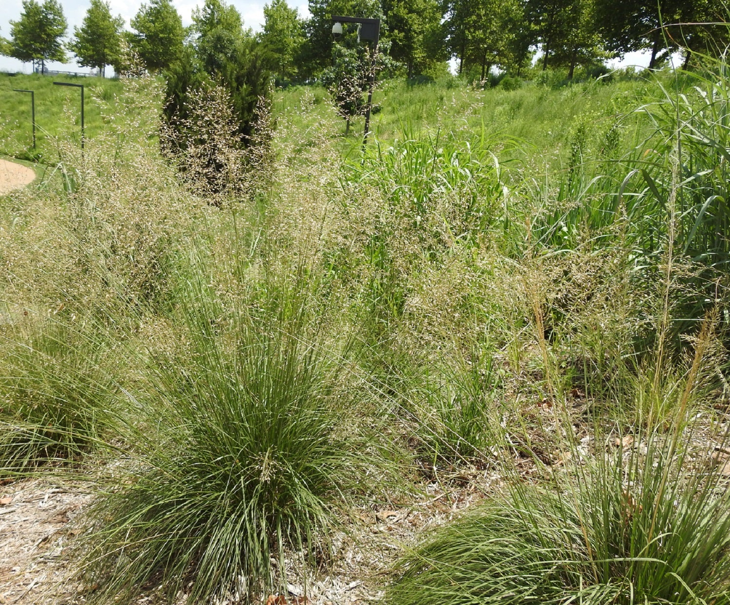 Prairie dropseed grass among other native plantings