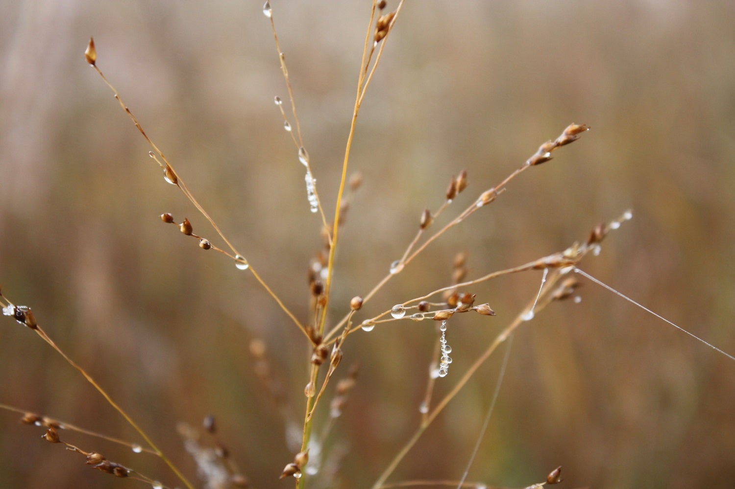 Switchgrass closeup with icy droplets
