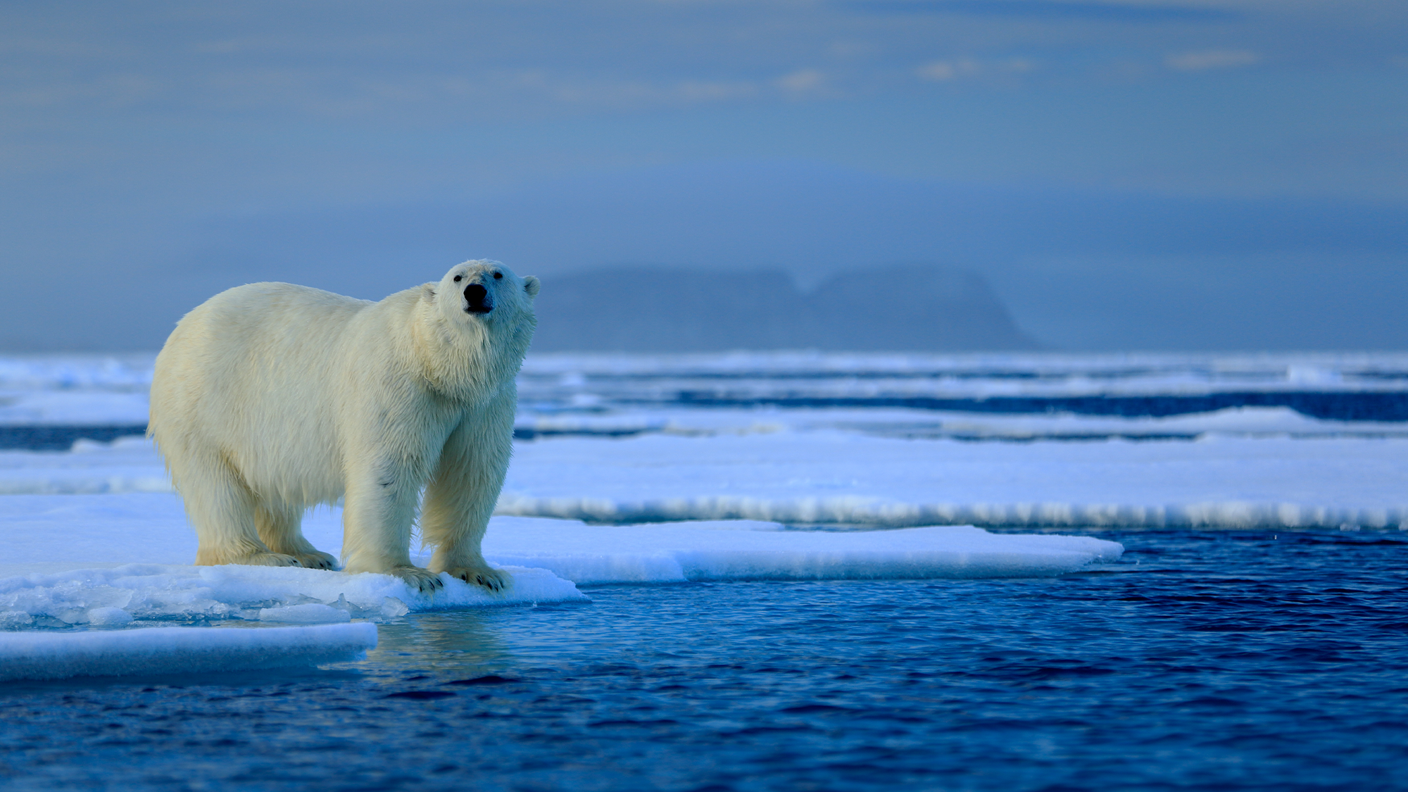 A polar bear stands on sea ice.