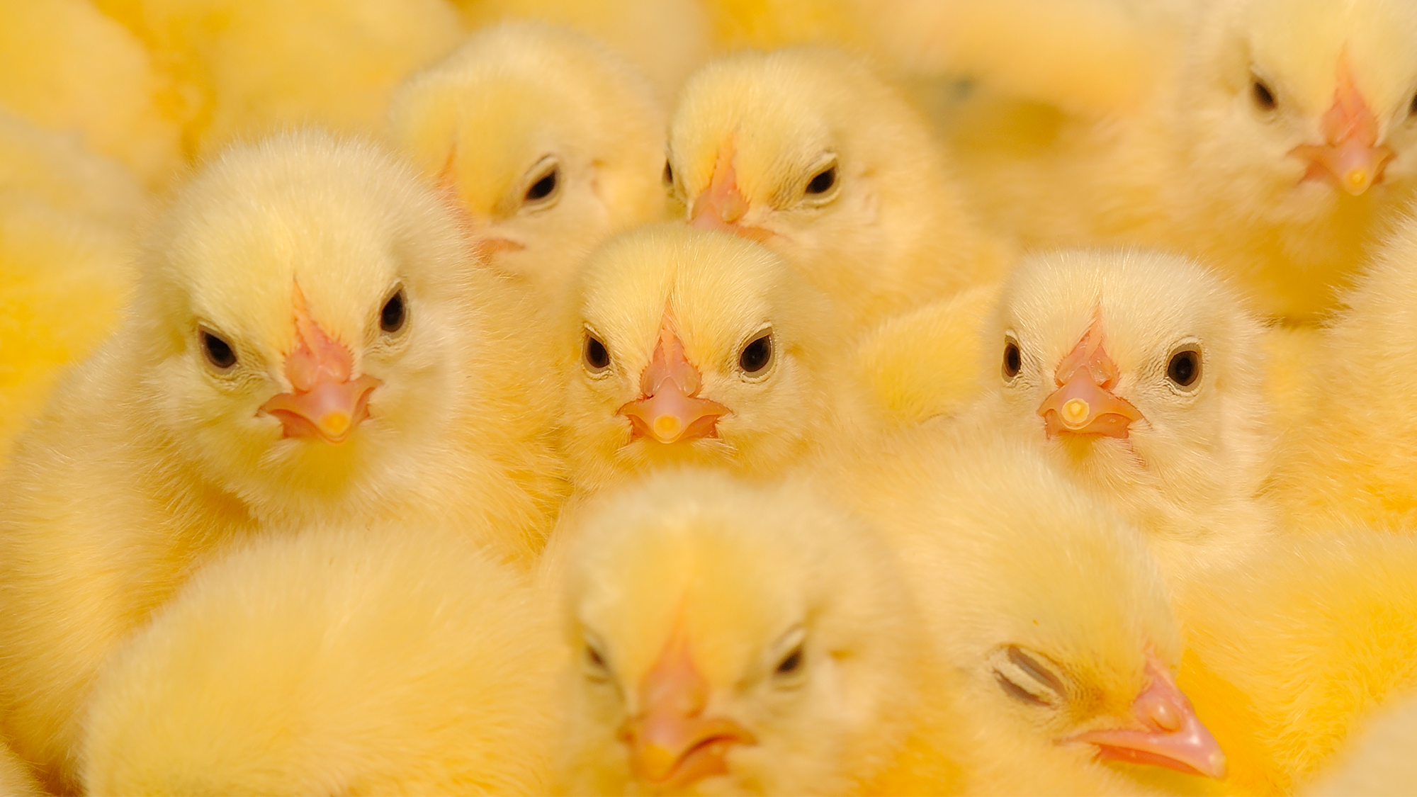 A group of yellow and fuzzy baby chicks.