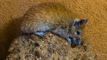 African spiny mouse joins a small but mighty group of bony plated mammals