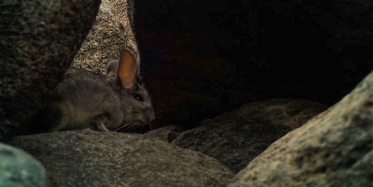 Andean long-tailed chinchillas are mysteriously thriving on Chile’s coast