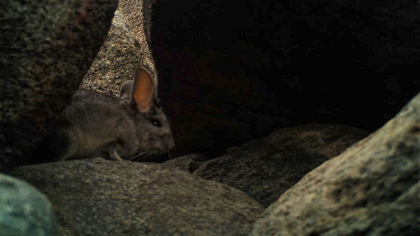 Camera trap footage captured a coastal long-tailed chinchilla moving about during the daytime—an exceedingly rare activity—near Antofagasta, Chile.
