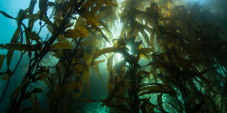 Scientists and Indigenous people team up to build a kelp seed bank