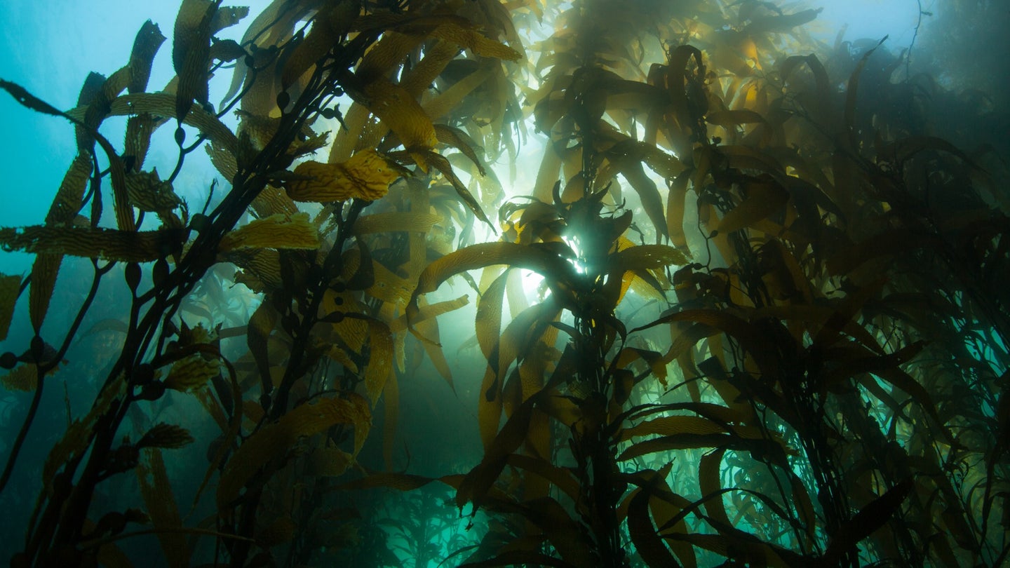 Kelps provide food and habitat for myriad coastal creatures. 