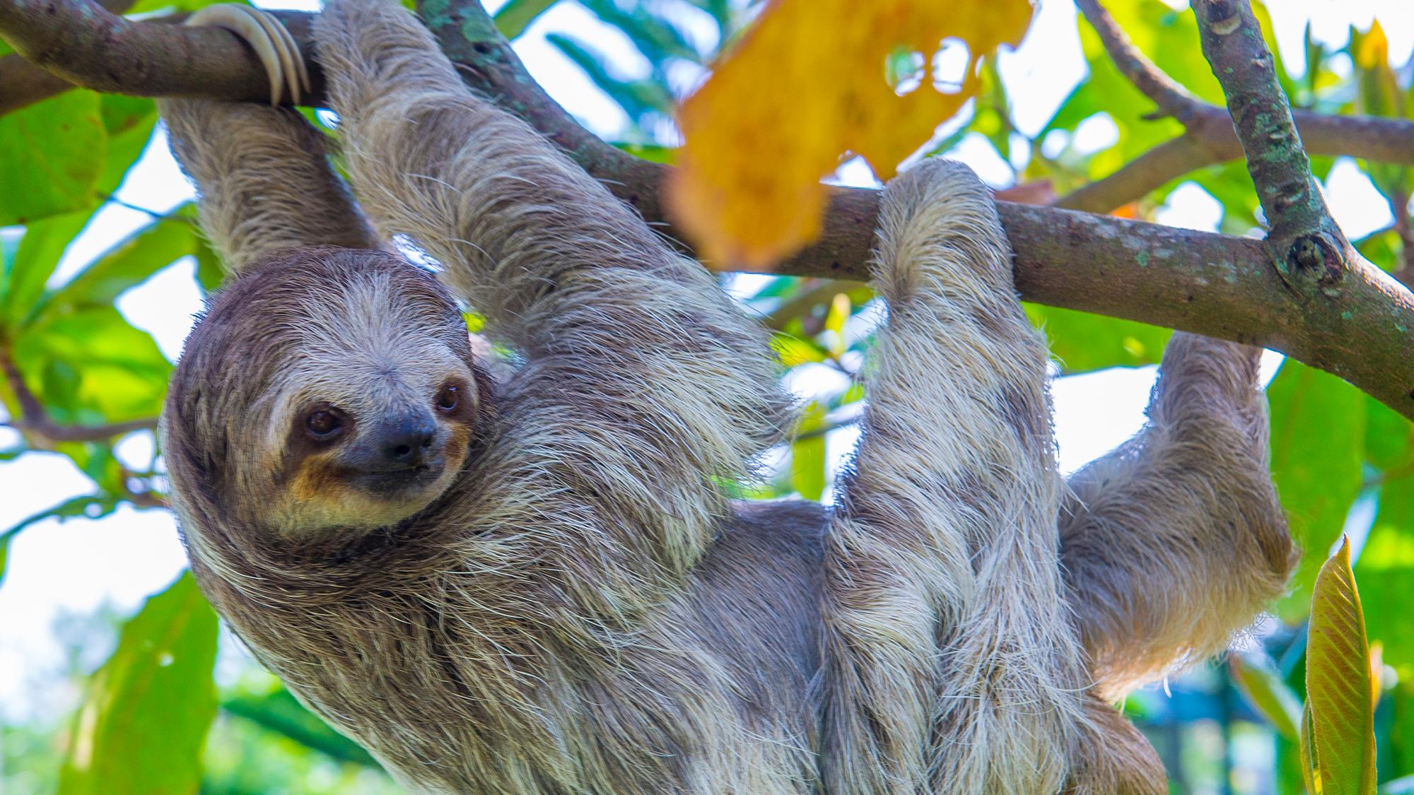 A sloth hangs in a tree in Costa Rica. The mammals have the slowest digestive system of any animal on Earth. It can take sloths two weeks to digest an entire meal, and they sleep about 20 hours a day to conserve energy.