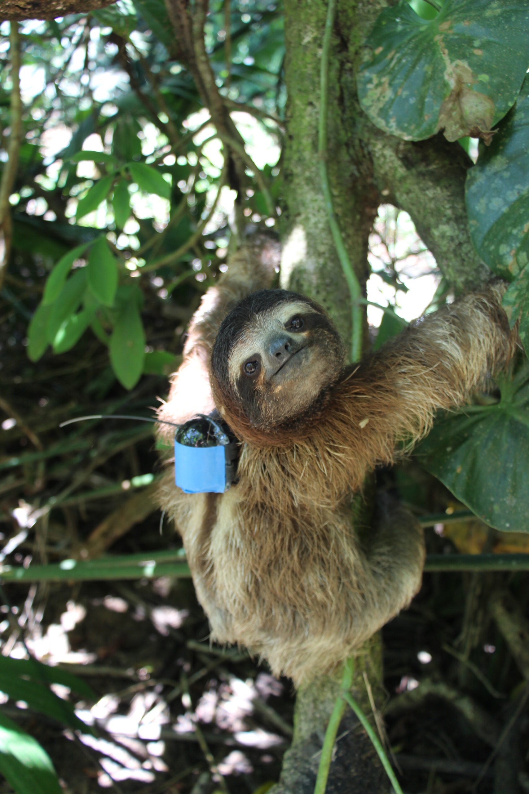 A sloth from the study wearing a micro data logger