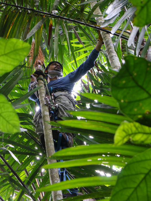Bruno de Medeiros climbing the palm tree Oenocarpus mapora in Panama to study their pollinators.