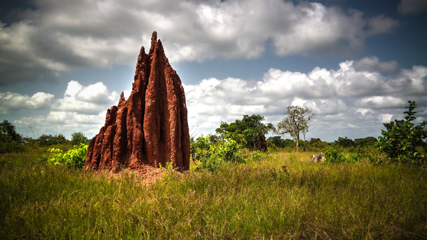 Large termite mound in the African Savannah