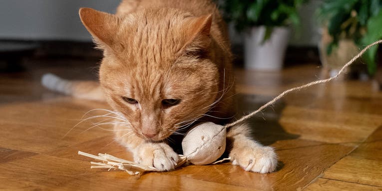 5 ways to ensure your cat actually likes playtime