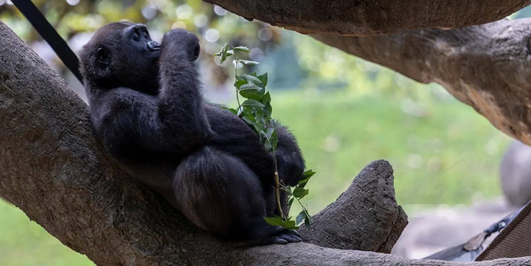 Zoo’s bird-feeder-like device encourages gorillas to forage for snacks