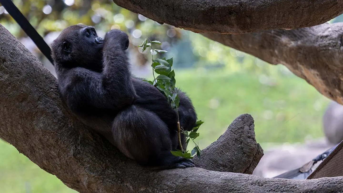 Young gorilla eating plant leaves in tree