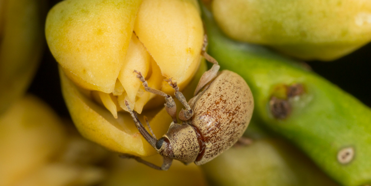 Move over, bees: The lowly weevil is a power pollinator