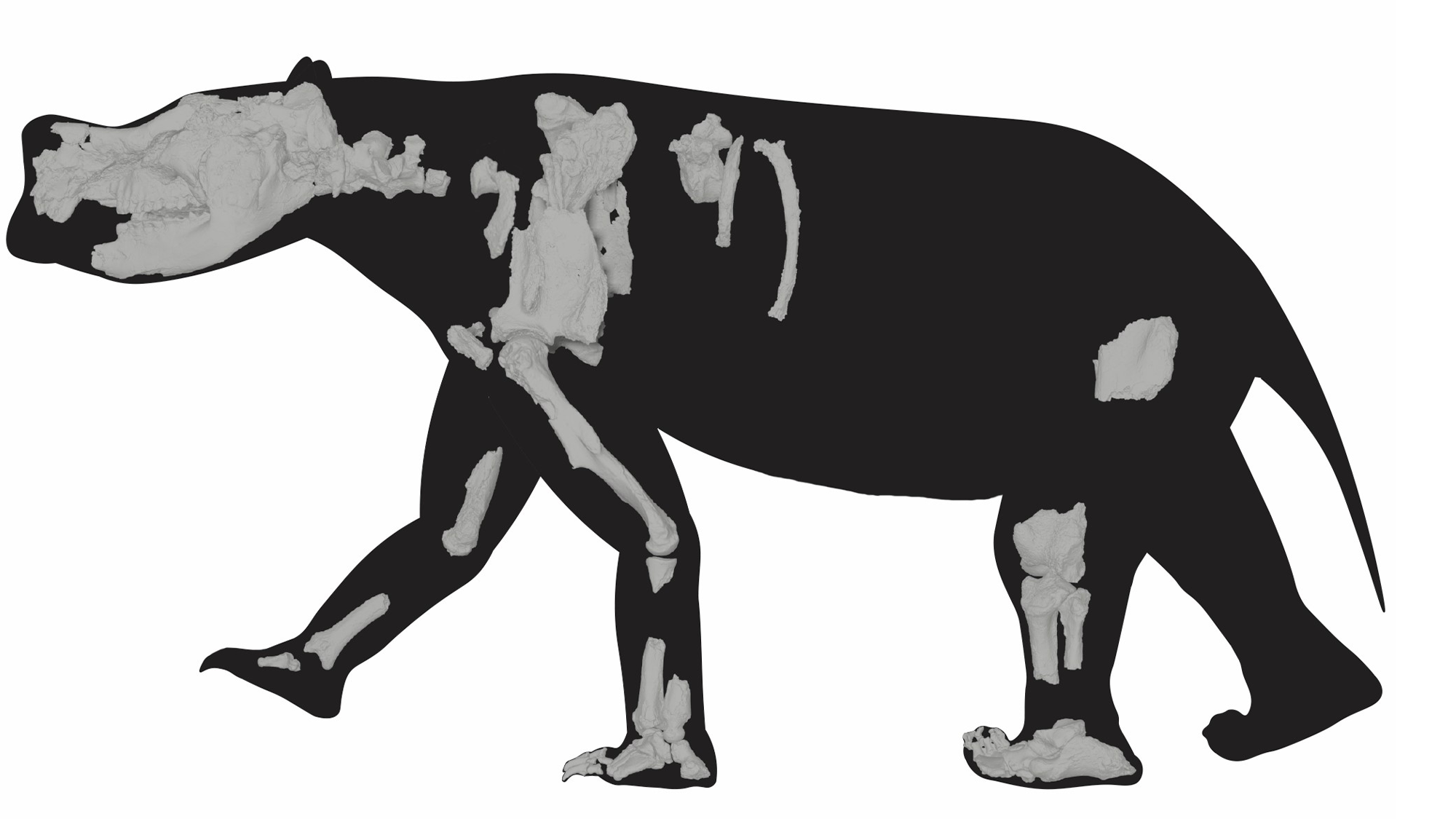 Marsupial de 3 millones de años era genial para caminar