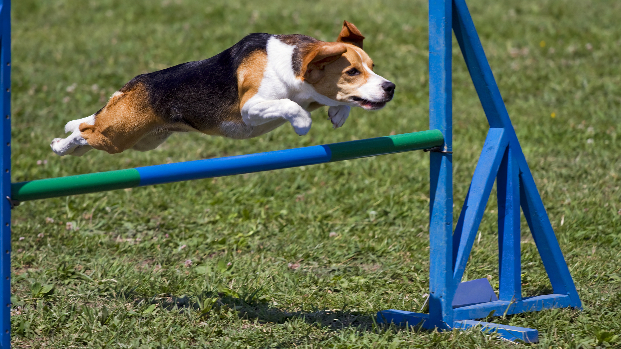 Beagle flying over an obstacle hurdle