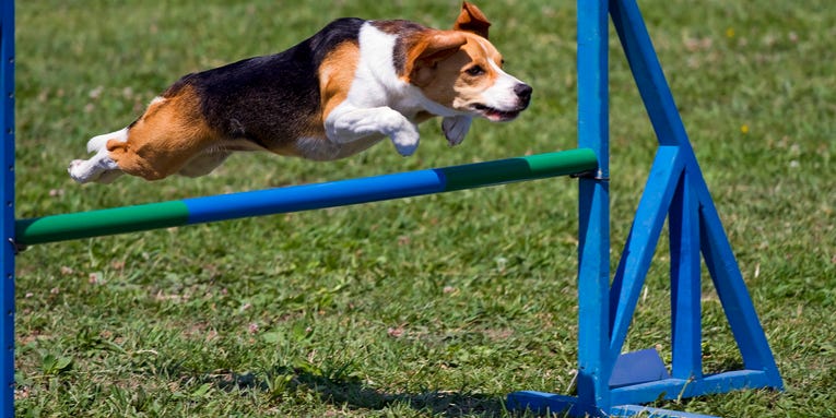 Google engineers used real dogs to develop an agility course for robots