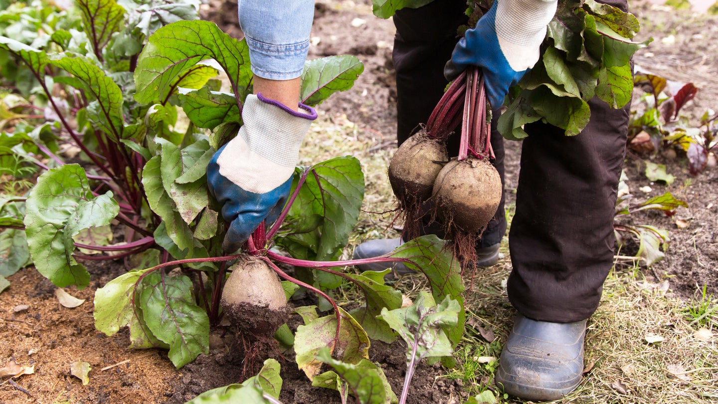 Gardener harvesting beets from ground.