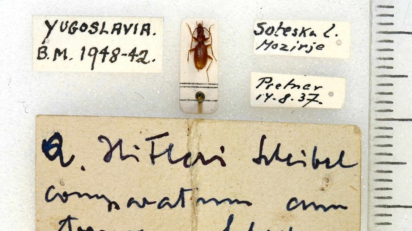Anophthalmus hitleri, a cave beetle named after Adolf Hitler, has become a target for some collectors.