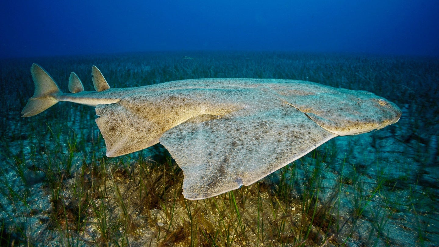 Angelsharks are masters of disguise, so spotting them is a challenge.