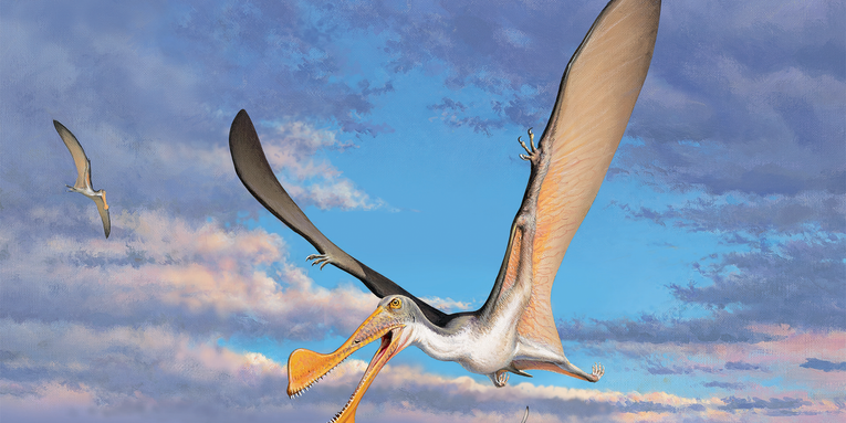 Dinosaur Cove reveals a petite pterosaur species