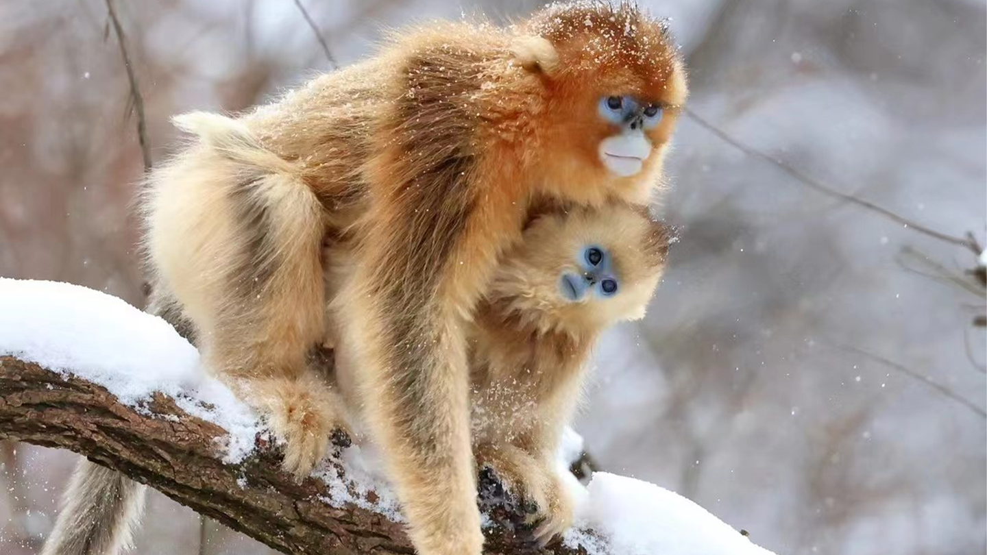 A mother and baby golden snub nosed monkey. These primates live in mountainous regions of southwestern China. Longer periods of maternal care may have helped them form more complex societies.