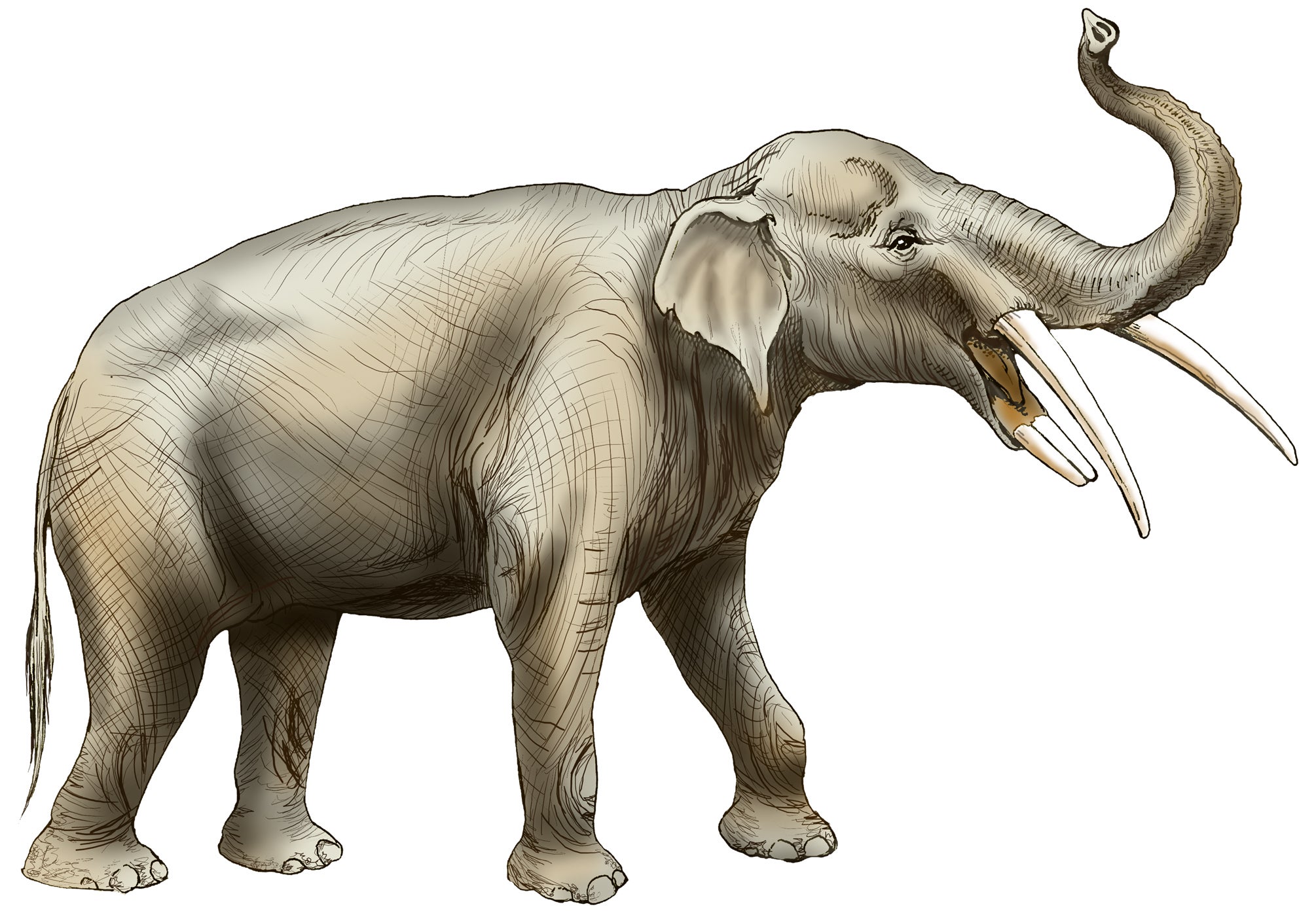 An artist's illustration of a gomphothere, where were among the most diverse proboscideans and spread to nearly every continent during their 20 million-year reign. 