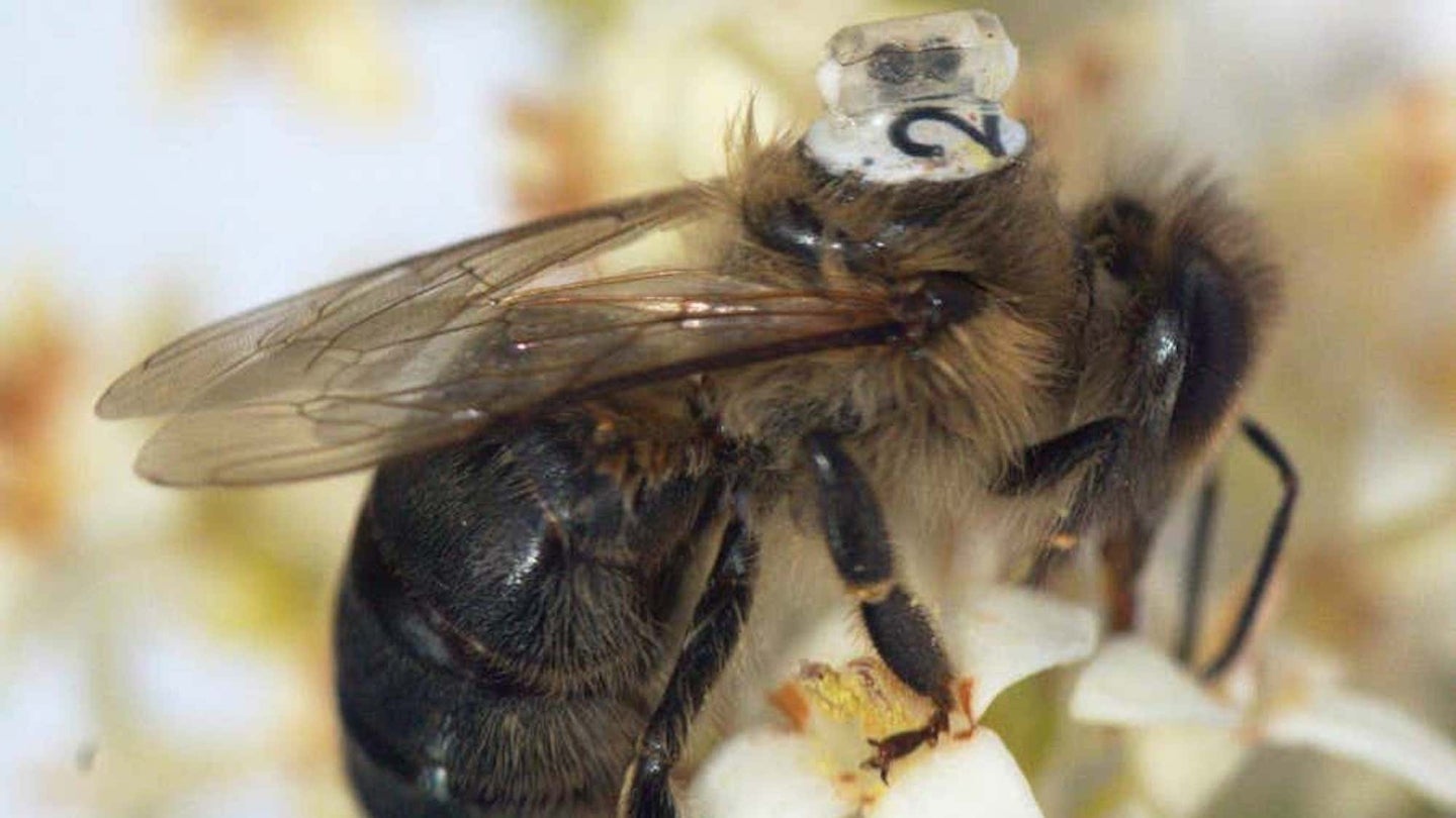 Honeybee with medical sensor attached to back