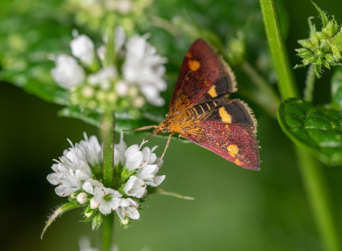 A moth with open wings lands on a flower. Moths may visit just as many plants as bees.