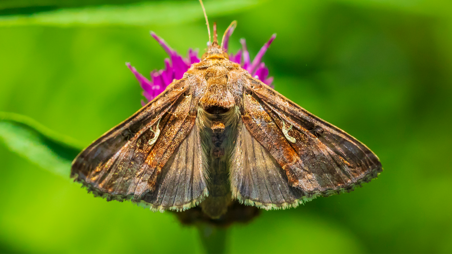 A moth with wings extended outward lands on a flower.