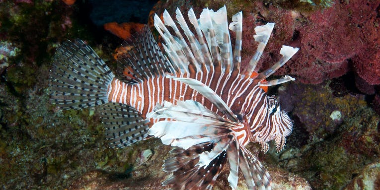 Lionfish are now threatening ecosystems and livelihoods in Brazil